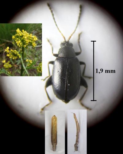 Phyllotreta diademata